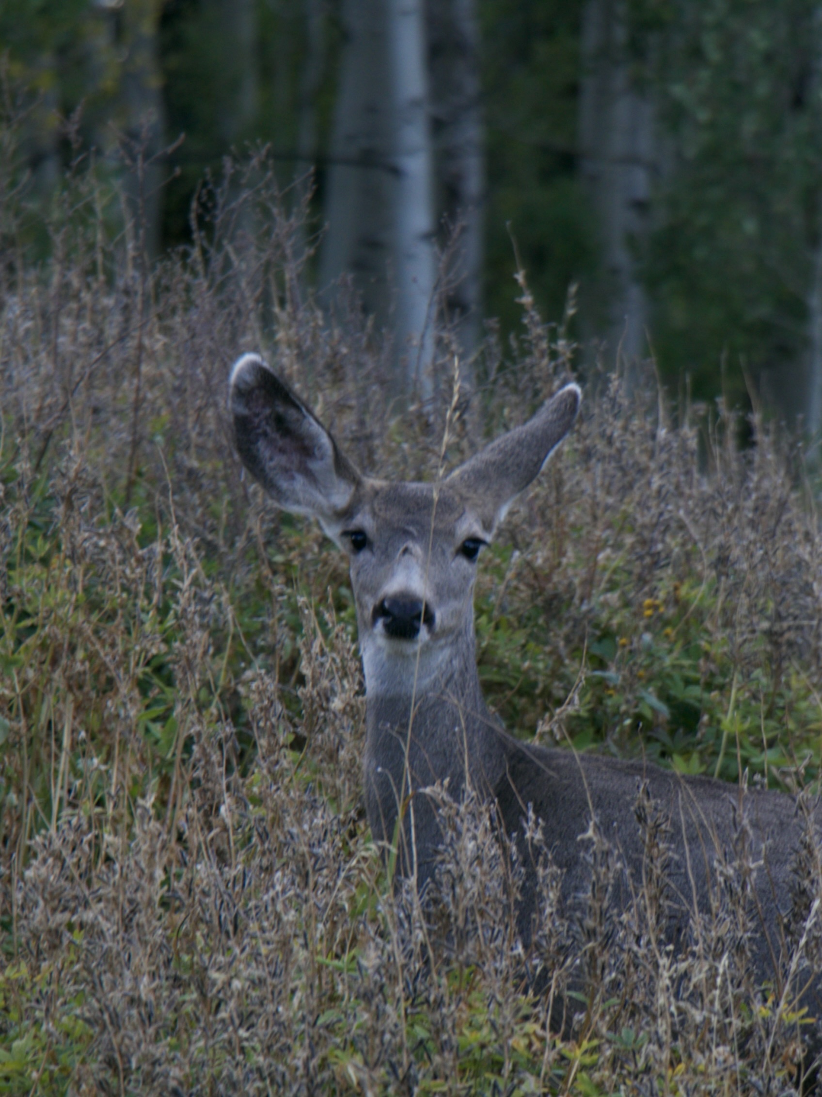 Guffey, Colorado avatar