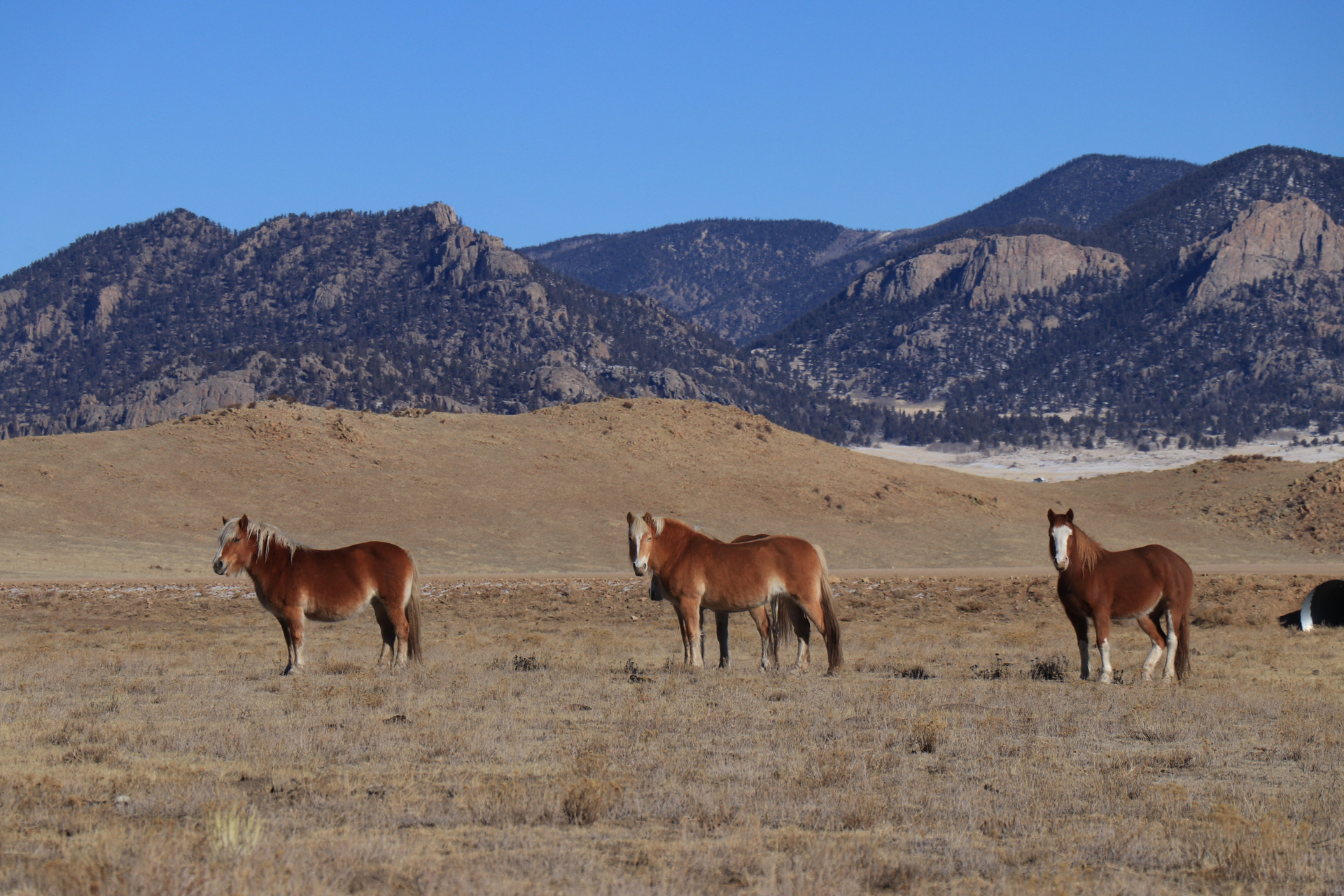 wild mustangs outside the town of guffey, colorado near eleven mile reservoir and the dream stream with rolling mountains in the back